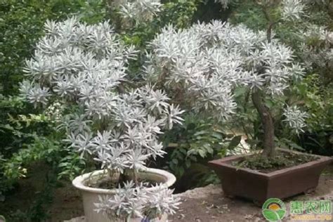 芙蓉菊照顧|景天科植物芙蓉菊怎麼養？芙蓉菊的習性及養護事宜